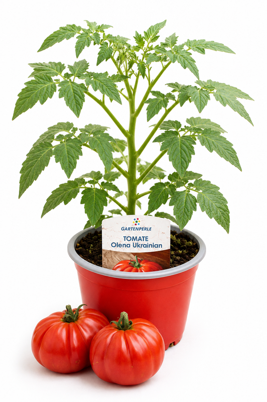Tomate Olena Ukrainian - Fleischtomate