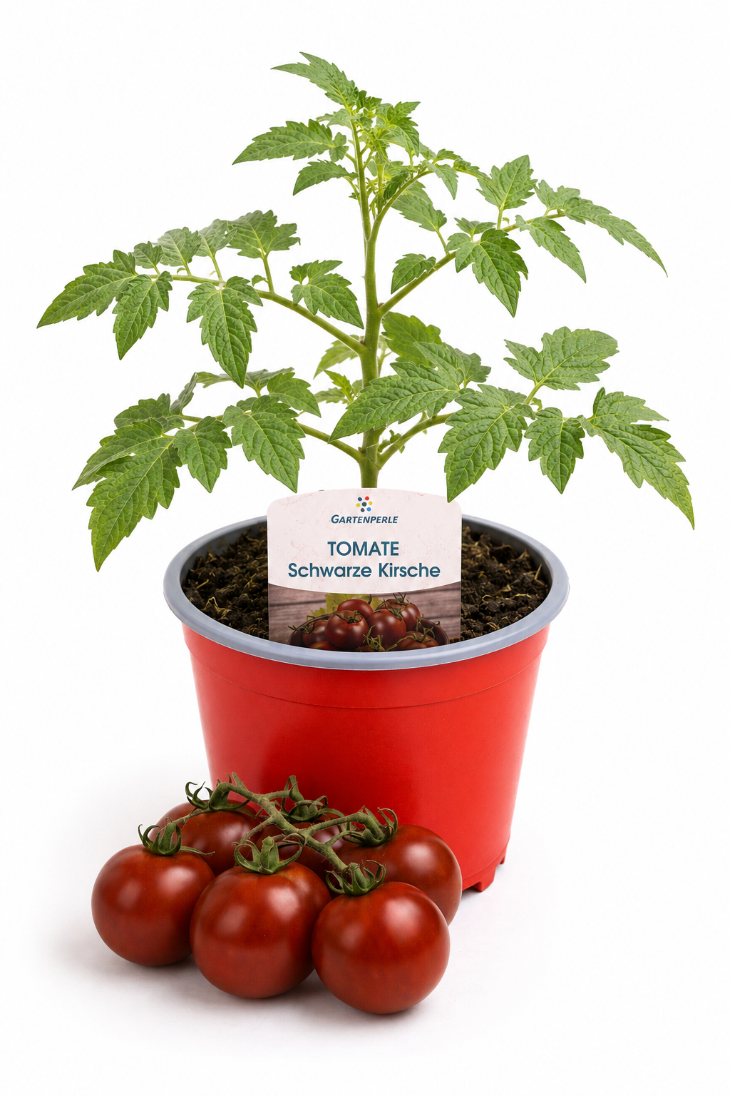 Tomate Schwarze Kirsche - Cherrytomate
