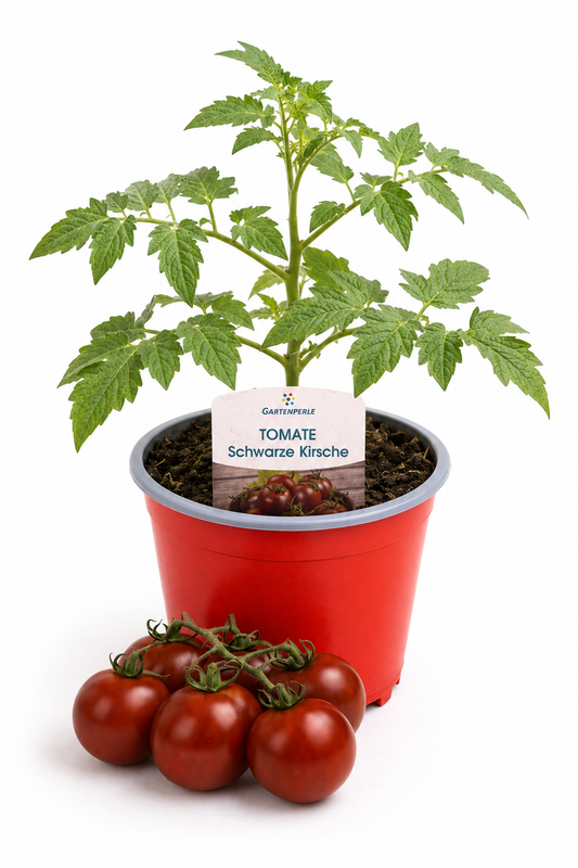 Tomate Schwarze Kirsche | Jungpflanze im T10,5 Topf