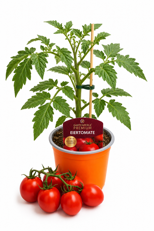 Veredelte Eiertomate