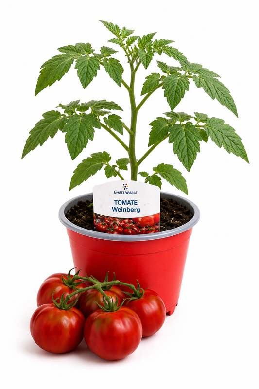 Tomate Weinberg  - Cocktailtomate