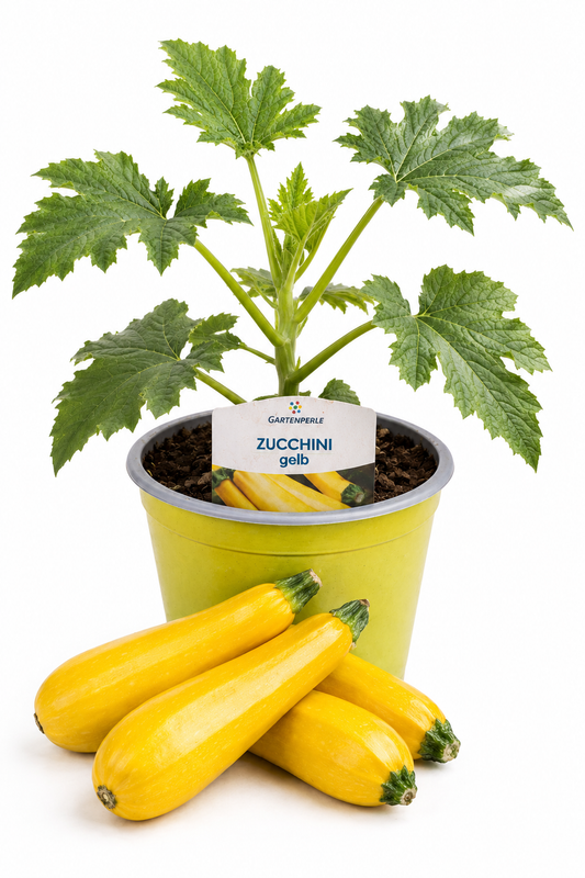 Zucchini Gelb - Zucchinipflanze