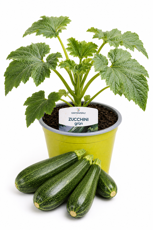 Zucchini Grün - Zucchinipflanze