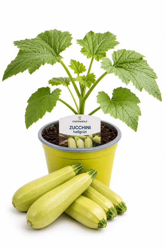 Zucchini Hellgrün - Zucchinipflanze
