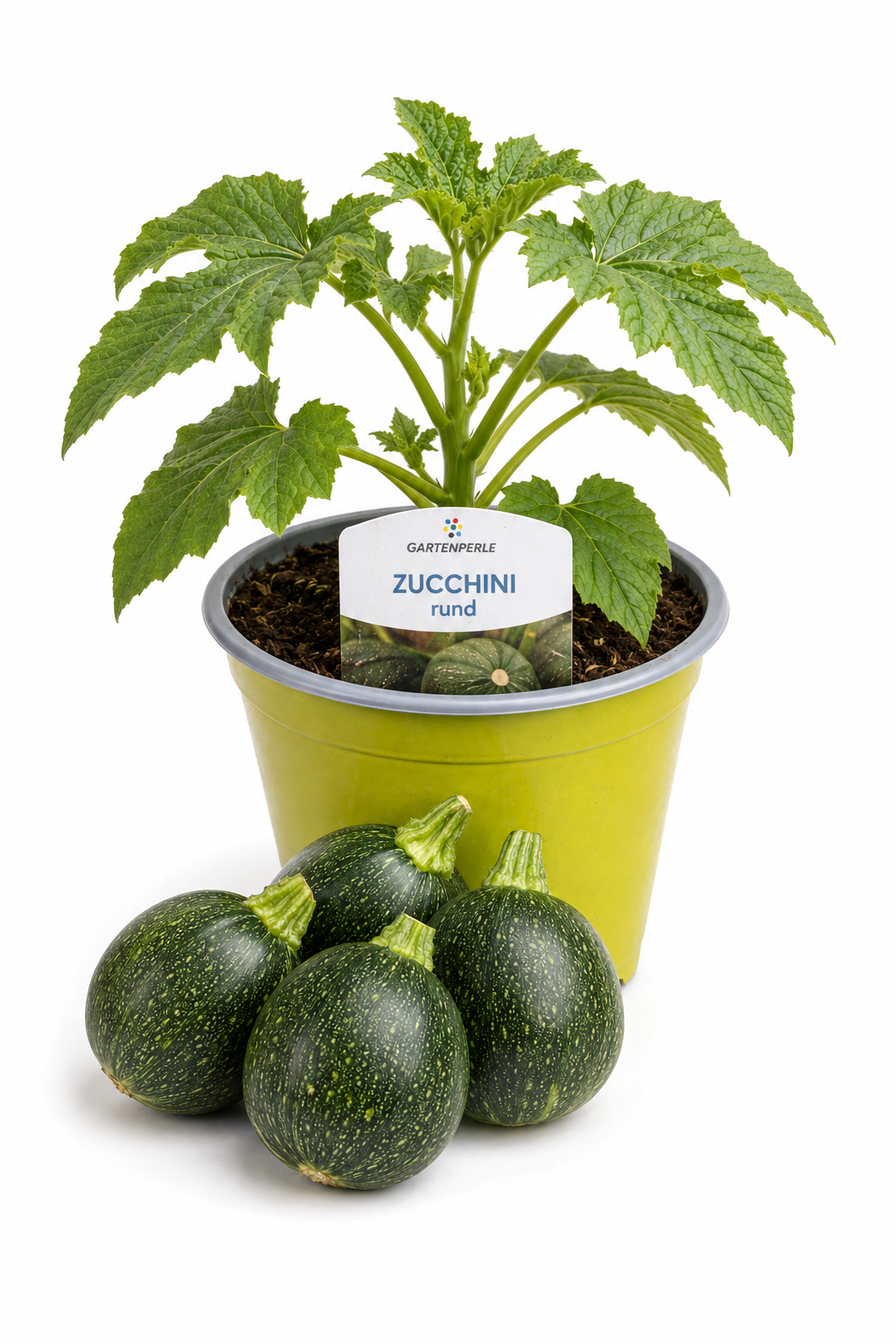 Zucchini Rund - Zucchinipflanze