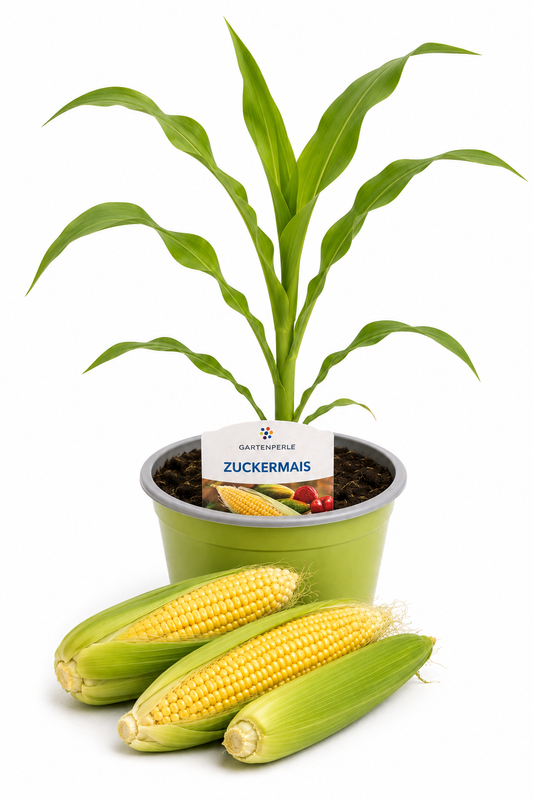 Zuckermais - Maispflanze