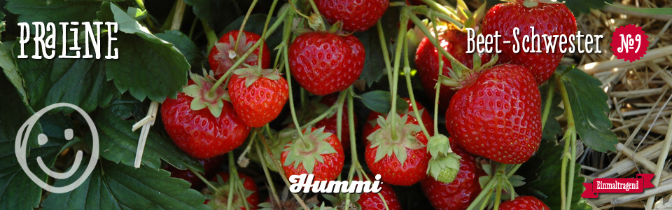 10 x junge BIO Erdbeerpflanzen HUMMI Praline und Aroma Auslese RARITÄT WOOOW ! 